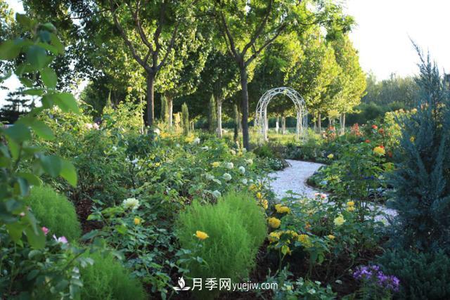 「人物」從南陽銷售員到中國推廣大使，“月季女王”成長記(圖2)