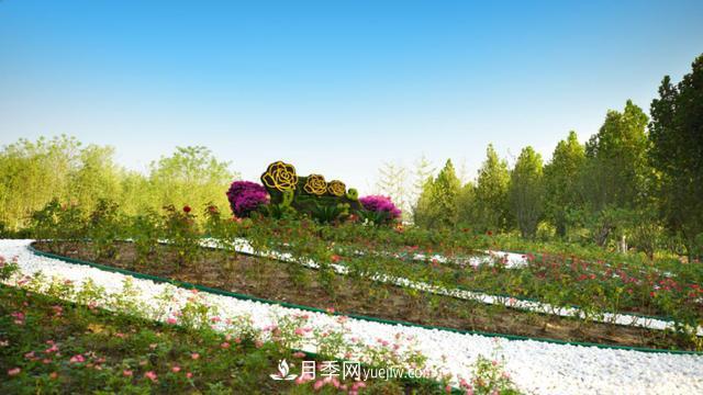 「人物」從南陽銷售員到中國推廣大使，“月季女王”成長記(圖3)
