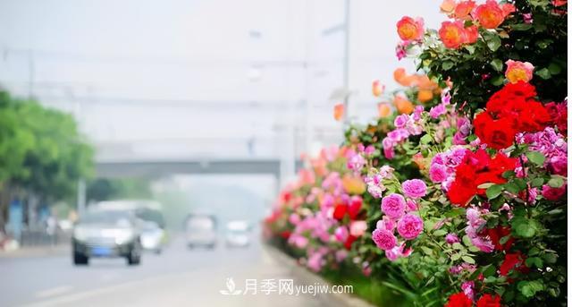 「人物」從南陽銷售員到中國推廣大使，“月季女王”成長記(圖4)