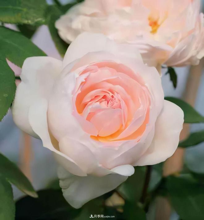 月季庭院種植秋冬養(yǎng)護(hù)要點(diǎn)：秋冬養(yǎng)護(hù)好，來(lái)年一樹繁花(圖1)
