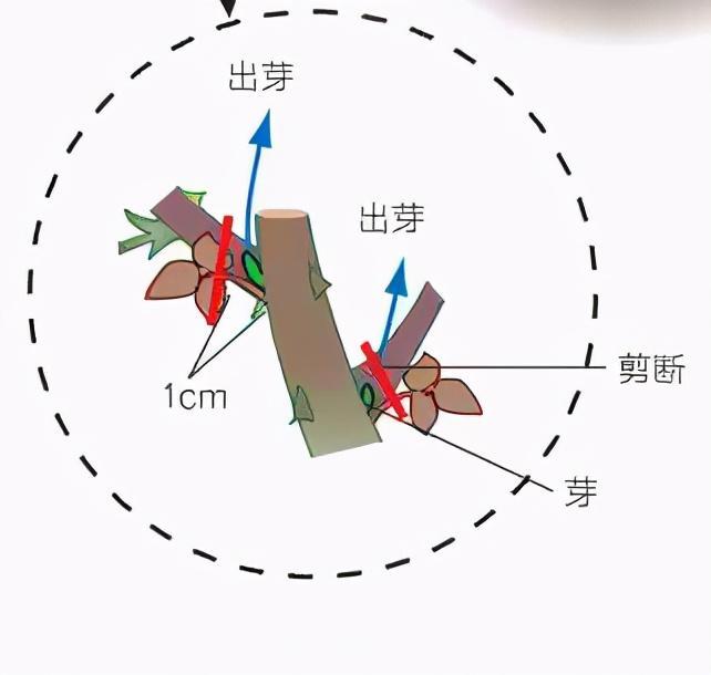 月季庭院種植秋冬養(yǎng)護(hù)要點(diǎn)：秋冬養(yǎng)護(hù)好，來(lái)年一樹繁花(圖3)