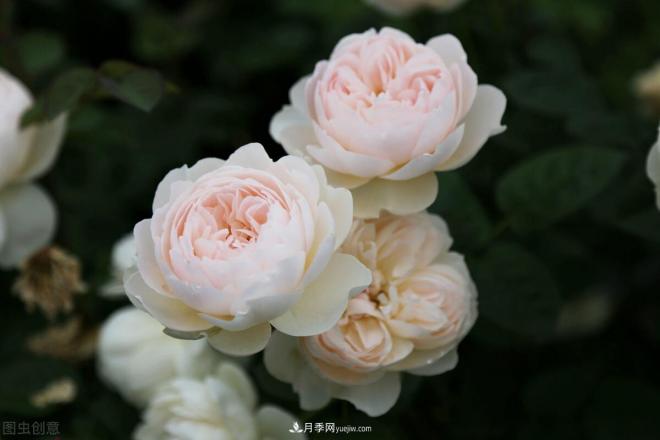 月季庭院種植秋冬養(yǎng)護(hù)要點(diǎn)：秋冬養(yǎng)護(hù)好，來(lái)年一樹繁花(圖2)