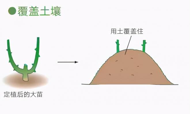 月季庭院種植秋冬養(yǎng)護(hù)要點(diǎn)：秋冬養(yǎng)護(hù)好，來(lái)年一樹繁花(圖4)