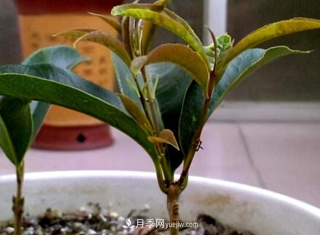 桂花生根挺簡單，扦插時間掌握好，培育方法是關鍵(圖1)
