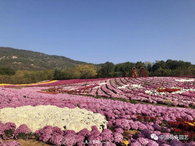 內(nèi)外聯(lián)合，中國花海探索發(fā)展之道(圖1)