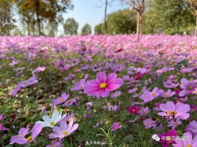 內(nèi)外聯(lián)合，中國花海探索發(fā)展之道(圖2)