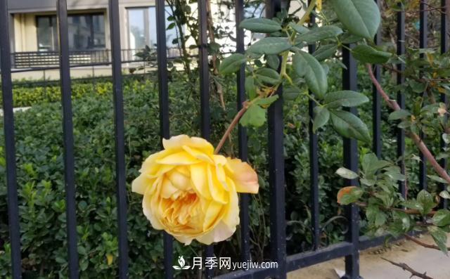 北方戶(hù)外立冬后的***后一撥月季花開(kāi)(圖1)