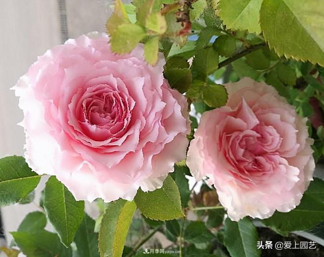 清新出塵的日本“仙女”月季，再難養(yǎng)也不能抗拒(圖1)