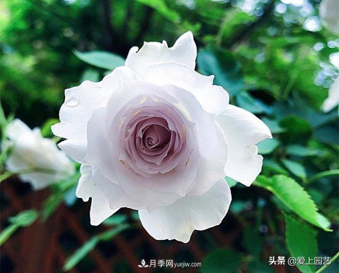清新出塵的日本“仙女”月季，再難養(yǎng)也不能抗拒(圖3)
