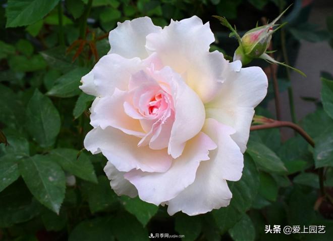 清新出塵的日本“仙女”月季，再難養(yǎng)也不能抗拒(圖2)