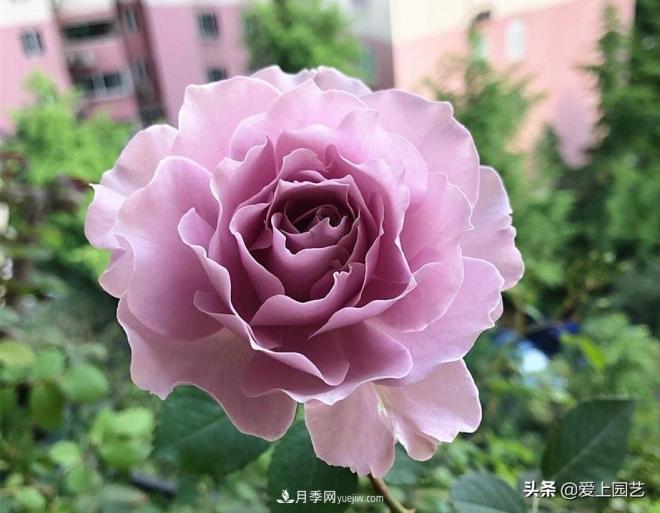 清新出塵的日本“仙女”月季，再難養(yǎng)也不能抗拒(圖4)
