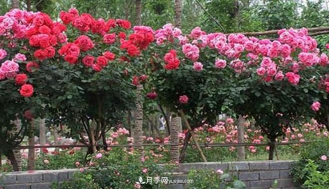 你見過大樹上面開月季花嗎？一棵賣幾百上千，還不夠賣(圖1)