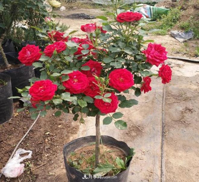 你見過大樹上面開月季花嗎？一棵賣幾百上千，還不夠賣(圖3)