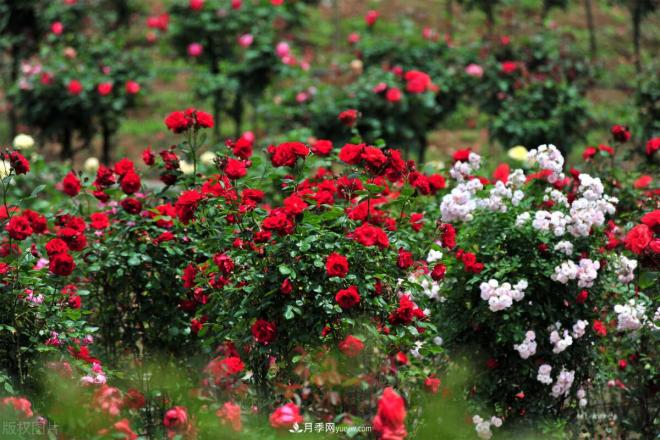 會(huì)養(yǎng)花的人，能把普通月季，養(yǎng)成“藝術(shù)品”(圖2)