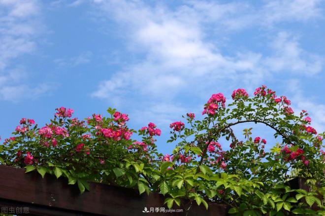 會(huì)養(yǎng)花的人，能把普通月季，養(yǎng)成“藝術(shù)品”(圖4)