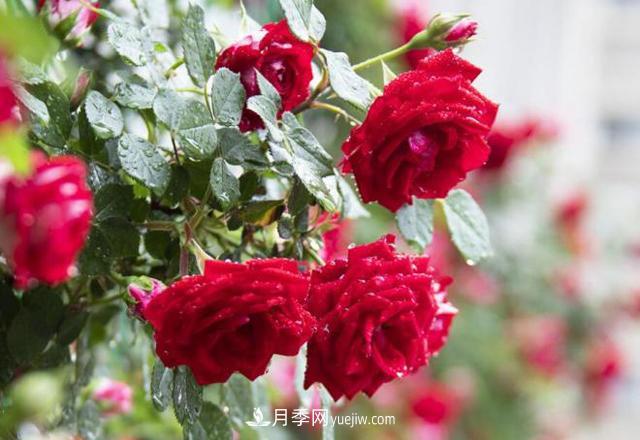 會(huì)養(yǎng)花的人，能把普通月季，養(yǎng)成“藝術(shù)品”(圖1)