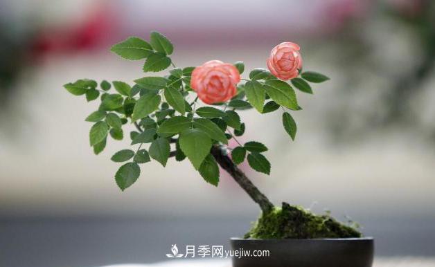 會(huì)養(yǎng)花的人，能把普通月季，養(yǎng)成“藝術(shù)品”(圖6)