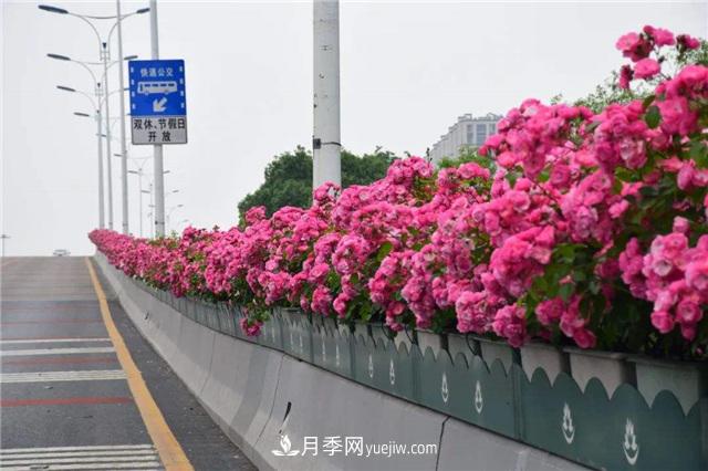 2021年，綠化月季上高架會(huì)成為潮流嗎？(圖2)