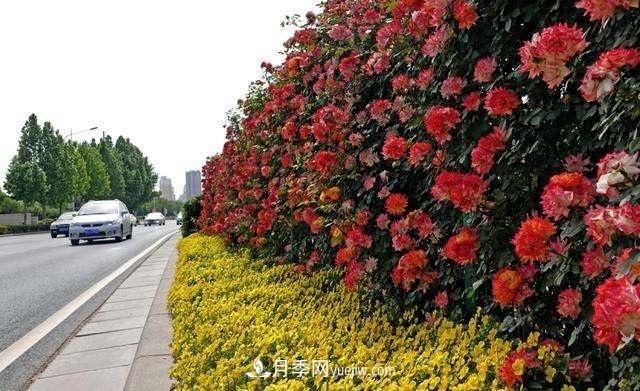 2021年，綠化月季上高架會(huì)成為潮流嗎？(圖4)