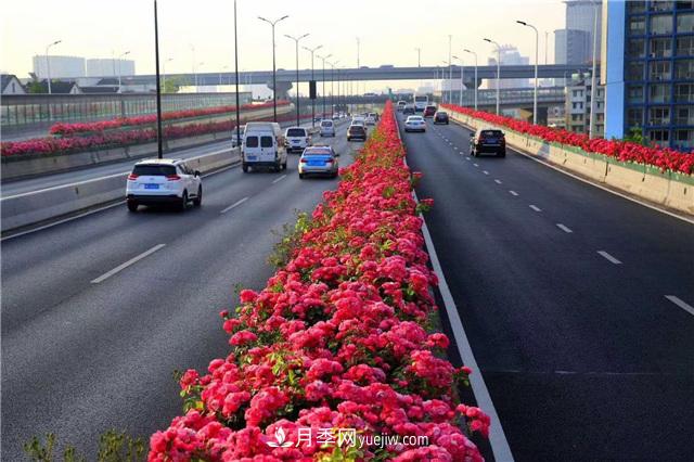 2021年，綠化月季上高架會(huì)成為潮流嗎？(圖1)
