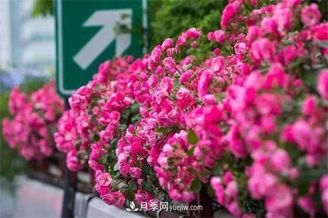 2021年，綠化月季上高架會(huì)成為潮流嗎？(圖3)