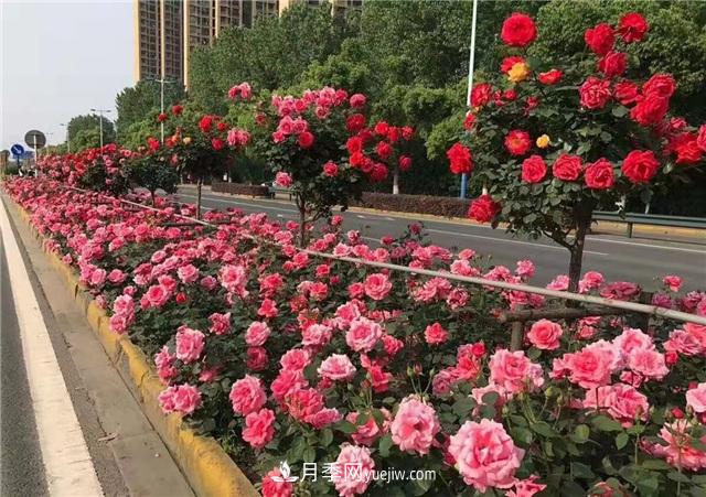 2021年，綠化月季上高架會(huì)成為潮流嗎？(圖5)