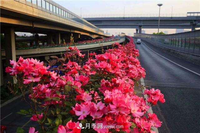 2021年，綠化月季上高架會(huì)成為潮流嗎？(圖6)