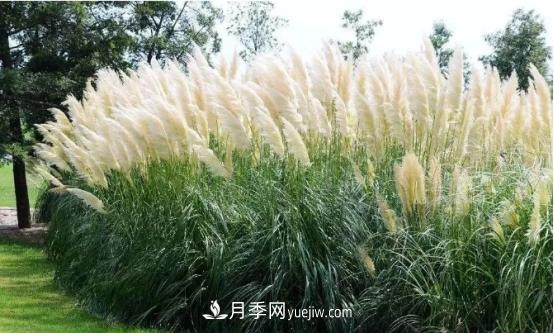 又美又耐寒！8種北方適用觀賞草推薦(圖1)