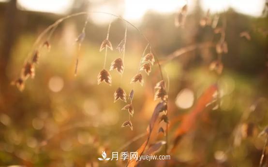 又美又耐寒！8種北方適用觀賞草推薦(圖2)
