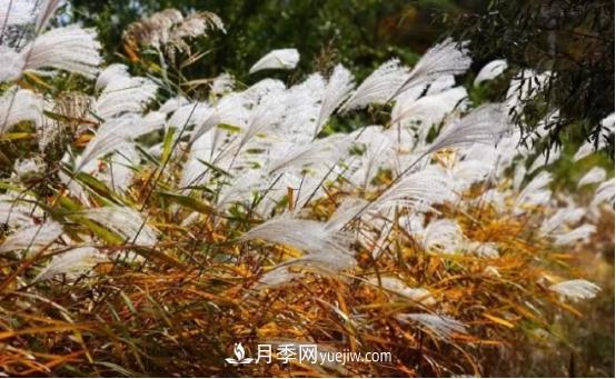 又美又耐寒！8種北方適用觀賞草推薦(圖3)