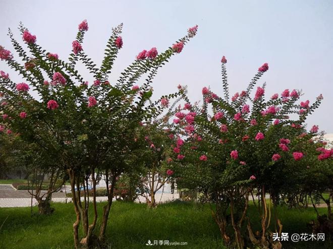 叢生苗木市場(chǎng)火熱，如何輕松登上銷量榜首？(圖2)