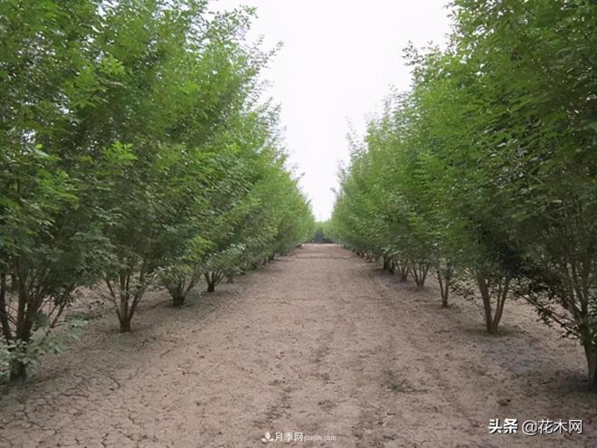 叢生苗木市場(chǎng)火熱，如何輕松登上銷量榜首？(圖4)