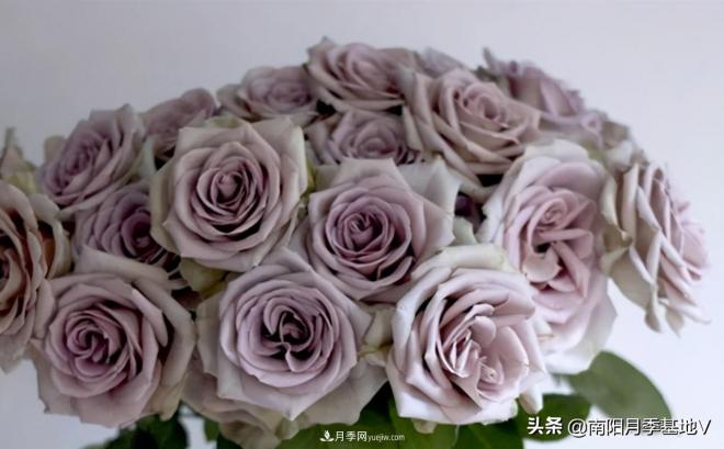 10種復(fù)古色月季，氣質(zhì)炸裂！你入手了沒？(圖2)