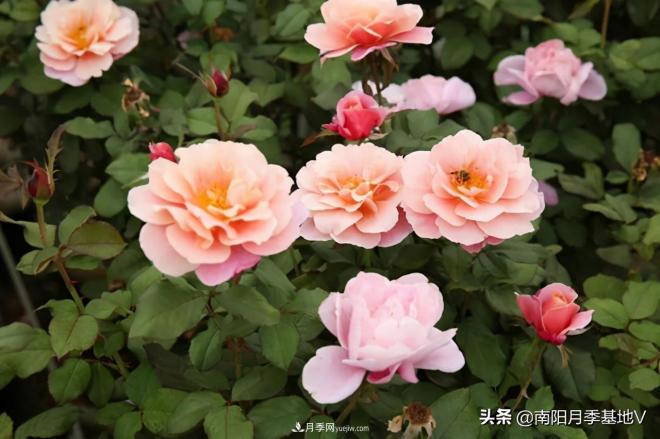 10種復(fù)古色月季，氣質(zhì)炸裂！你入手了沒？(圖4)