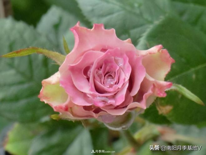 10種復(fù)古色月季，氣質(zhì)炸裂！你入手了沒？(圖7)
