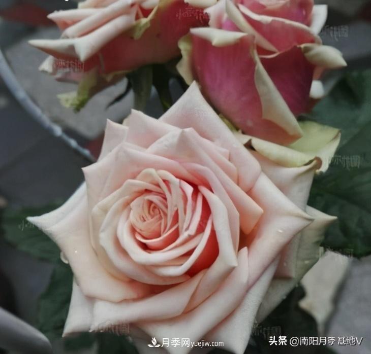 10種復(fù)古色月季，氣質(zhì)炸裂！你入手了沒？(圖8)