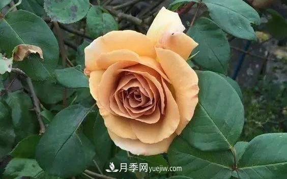10種復(fù)古色月季，氣質(zhì)炸裂！你入手了沒？(圖5)