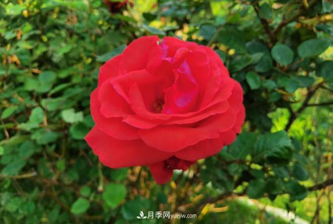 被玫瑰遮住光芒的月季花，妙用很多，能賞能吃能泡茶(圖1)
