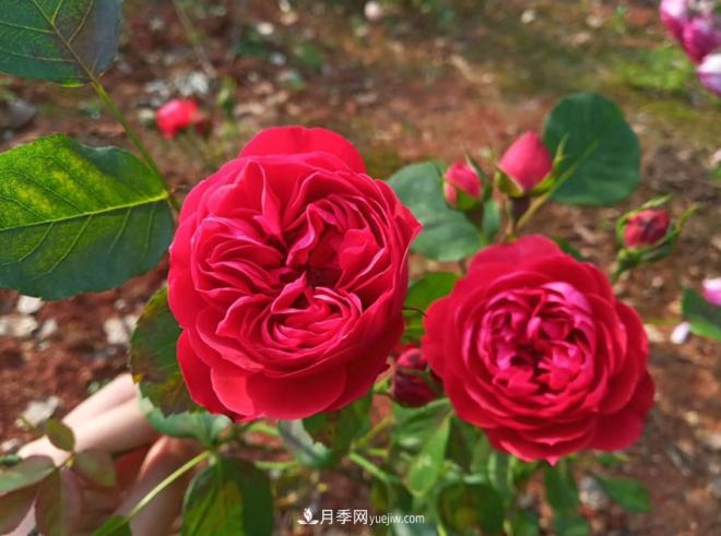 被玫瑰遮住光芒的月季花，妙用很多，能賞能吃能泡茶(圖2)