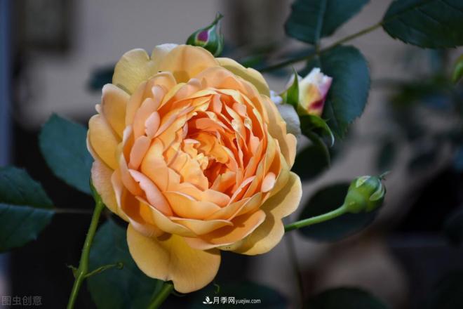 不是我“崇洋媚外”，養(yǎng)月季選歐月，是有原因的(圖3)
