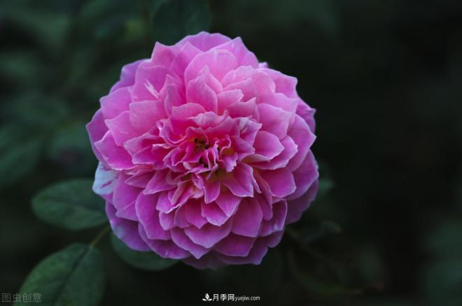 不是我“崇洋媚外”，養(yǎng)月季選歐月，是有原因的(圖6)