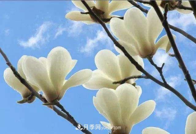 白玉蘭花期有多久，花期如何管理？(圖1)