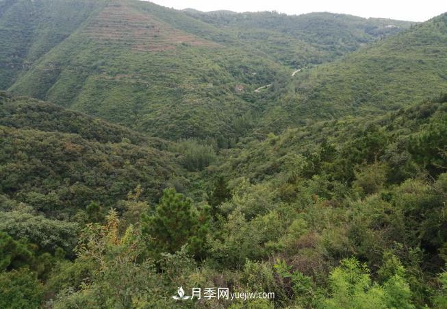 即將到來(lái)的冬春造林季要種哪些樹(shù)？河南省已培育9.31株鄉(xiāng)土樹(shù)種(圖1)