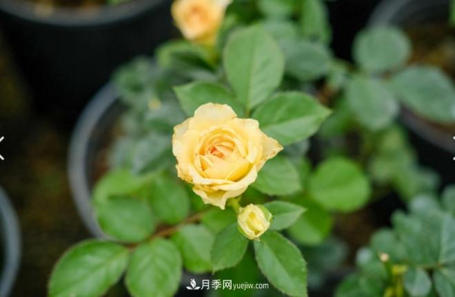 月季爆筍芽了，花友喜滋滋，先別樂(lè)，這個(gè)時(shí)期要慎重(圖1)