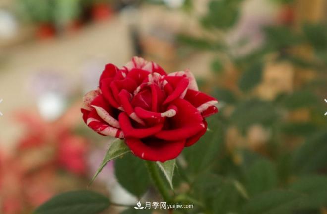 月季爆筍芽了，花友喜滋滋，先別樂(lè)，這個(gè)時(shí)期要慎重(圖2)