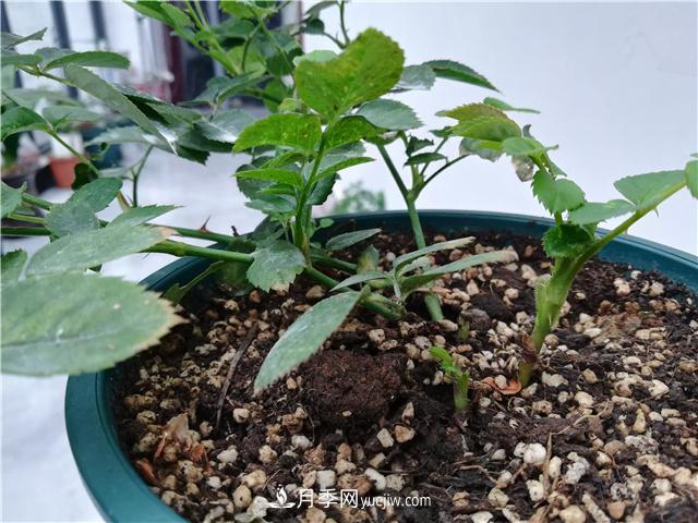 怎樣快速扶壯月季的牙簽小苗，壓枝促筍是一個好辦法(圖1)