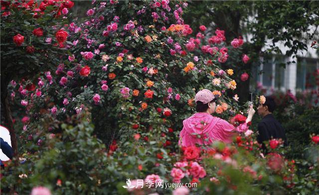 月季花為什么花朵越開(kāi)越小花色淡？這五點(diǎn)做好，葉茂花繁色嬌艷(圖2)