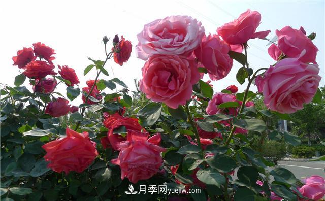 月季花為什么花朵越開(kāi)越小花色淡？這五點(diǎn)做好，葉茂花繁色嬌艷(圖1)