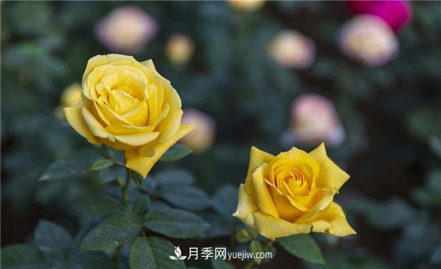 月季花為什么花朵越開(kāi)越小花色淡？這五點(diǎn)做好，葉茂花繁色嬌艷(圖3)
