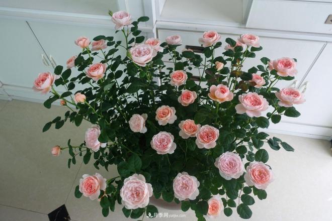 瑞典女王，這個(gè)月季王后用盆養(yǎng)殖注意5點(diǎn)，開花壯觀又霸氣(圖2)
